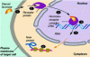 Figure 2 - Action of a hormone on a nuclear receptor