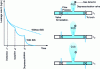 Figure 16 - Leakage rate at the breach as a function of SIS action