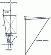 Figure 4 - Center of gravity of extremities