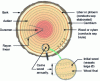 Figure 1 - Wood structure (source asp)