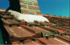 Figure 29 - Connecting a stump with a interlocking tile roof using mortar flashing – Avoid this practice. (© J.P.)