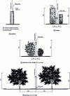 Figure 1 - Planting distances for party walls