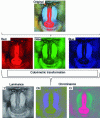 Figure 17 - Inter-component colorimetric transformation from RGB to YCbCr ([5] p. 30-31)