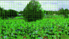 Figure 15 - Coding Tree Unit subdivision of a HEVC/H.265 encoded image (EBU image + Elecard analyzer)