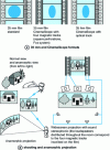 Figure 4 - CinemaScope (after [29][30])