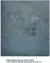 Figure 14 - Photo of UHPC element (dark gray color) subjected to thermal cure at 90°C for 24 h