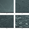 Figure 2 - SEM images of the smooth UHP surface obtained with smooth PVC formwork (a, c) and the surface with rounded microstructures obtained with textured PDMS formwork (b, d).