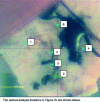 Figure 12 - Image recorded after the bitumen has been peeled from the granite surface by the XPS camera, showing the different analysis locations of figure 7b.