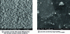 Figure 15 - SEM images showing a concrete surface covered with CaCO3 efflorescences after 28 days curing in wet conditions and a concrete surface covered by large Ca(OH)2 crystals.