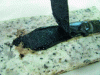 Figure 9 - Case of cohesive failure (undesired) in the bitumen layer following too short an immersion and low embrittlement of the bitumen/rock interface.