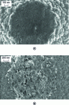 Figure 5 - Gold contact surface after mechanical cycling at 200 µN [19].