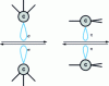 Figure 14 - Adhesive interactions linked to covalent dangling bonds in the friction zone