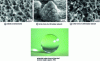 Figure 13 - SEM observation at various magnifications of a lotus (Nelumbo nucifera) leaf showing a double hierarchical structure in the form of papillae (after [12]).