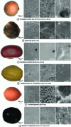 Figure 20 - Samples and SEM images of seeds with antifouling properties(from [17])
