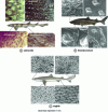 Figure 29 - Light microscope images of the denticles of a salmonette, a Greenland shark and a dogfish (after [21]).