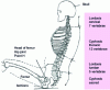Figure 26 - Diagram of a sitting position showing lordosis, ischium and H-point