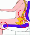 Figure 28 - Lordosis and lumbar support (from mobilier.fr)