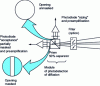 Figure 8 - Optical principle of the FSSP 300 detection stage (after [4])