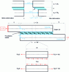 Figure 3 - Kinematics, parameterization and local equilibrium of glued single-lap joints