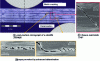 Figure 52 - Post-mortem micrograph of a [02/90]S laminate stressed in 3-point bending: 45° matrix crack and "cusps" caused by advanced delamination (after [50])