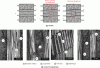 Figure 26 - Longitudinal compression fracture: diagram and micrographic section of a kink band (after [30])