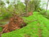 Figure 31 - Reducing the cross-section of a dike by uprooting trees, Großenhain, Germany (Dresden University of Technology)