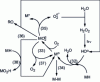 Figure 19 - Oxidation mechanism following the H2O2/UV process