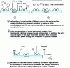 Figure 20 - Catalytic ozonation mechanisms [177]