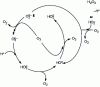 Figure 22 - Mechanism of ozone decomposition by hydrogen peroxide