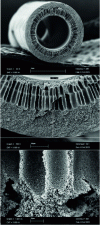 Figure 2 - Hollow polysulfone fiber with 40 kD cutoff viewed with SEM
