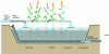 Figure 10 - Typical diagram of a vertical flow planted filter