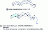 Figure 3 - Reptation. A polymer chain diffuses inside a tube formed by the entanglement points of other chains.