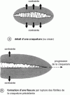 Figure 6 - Effect of stress application in a brittle polymer