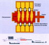 Figure 2 - Schematic diagram of a transverse burner furnace (doc. Saint-Gobain Emballage)