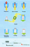 Figure 6 - Press-blow forming principle (doc. Saint-Gobain Emballage)