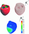 Figure 17 - A pig heart model obtained directly from voxelized medical images