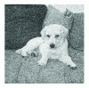 Figure 19 - Noise image