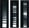 Figure 9 - Vibration modes of a canteliver beam obtained by time integration (doc. HOLO3)