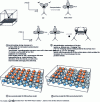 Figure 9 - Illustration of the mechanism of the (2x1) reconstruction of the (111) face of tetravalent semiconductors such as Si, Ge or II-V from an unreconstructed surface, via the formation of surface dimers (after [5]).