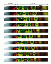 Figure 13 - Structures downstream of a diaphragm (LES)