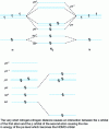 Figure 3 - Molecular orbital diagram for nitrogen