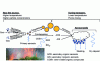 Figure 2 - Simplified diagram of the physico-chemical transformations of aerosols in a biomass fire plume with AOS, AIS and COSV