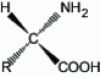 Figure 1 - Structure of a generic amino acid