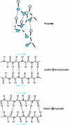 Figure 4 - Conformation of the main chain within the two secondary protein structures