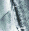 Figure 17 - Grain boundaries within a SrTiO3 ceramic sintered in the presence of Bi2O3