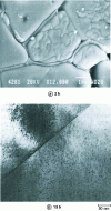 Figure 19 - Example of complete dissolution of the liquid phase in the grains during isothermal sintering; case of a SnO2 ceramic sintered at 1,150°C in the presence of 1% CuO