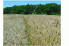 Figure 3 - Farm trial under organic conditions: on the left, a homogeneous, short-strawed modern variety; on the right, a diversified, tall-strawed peasant population.