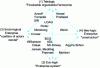 Figure 1 - Attractors of strategic thinking (according to Martinet)