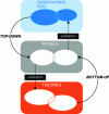 Figure 4 - TOP DOWN approach: structure in which the results obtained correspond to the expected observed data. BOTTOM UP approach: structure in which every statement of a theory is true.