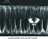 Figure 16 - Transcrystalline zones in polyamide 6-6 film